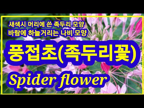 , title : '풍접초,족두리꽃,새색시 머리에 쓴 족두리 모양. 바람에 흔들리는 나비 모양, Spider flower'