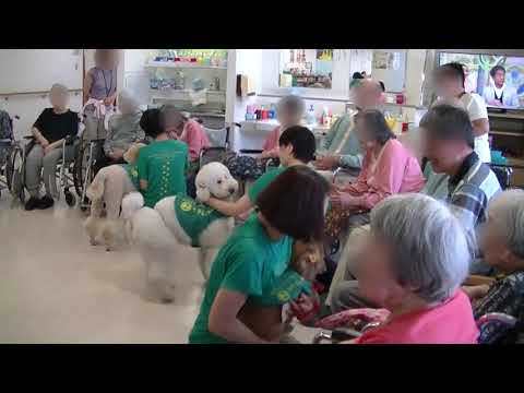 Stray Dogs become "Therapy Dogs"