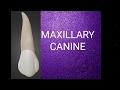 Maxillary Canine