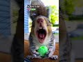 Squirrel eating sour candy😂 #funny #squirrel