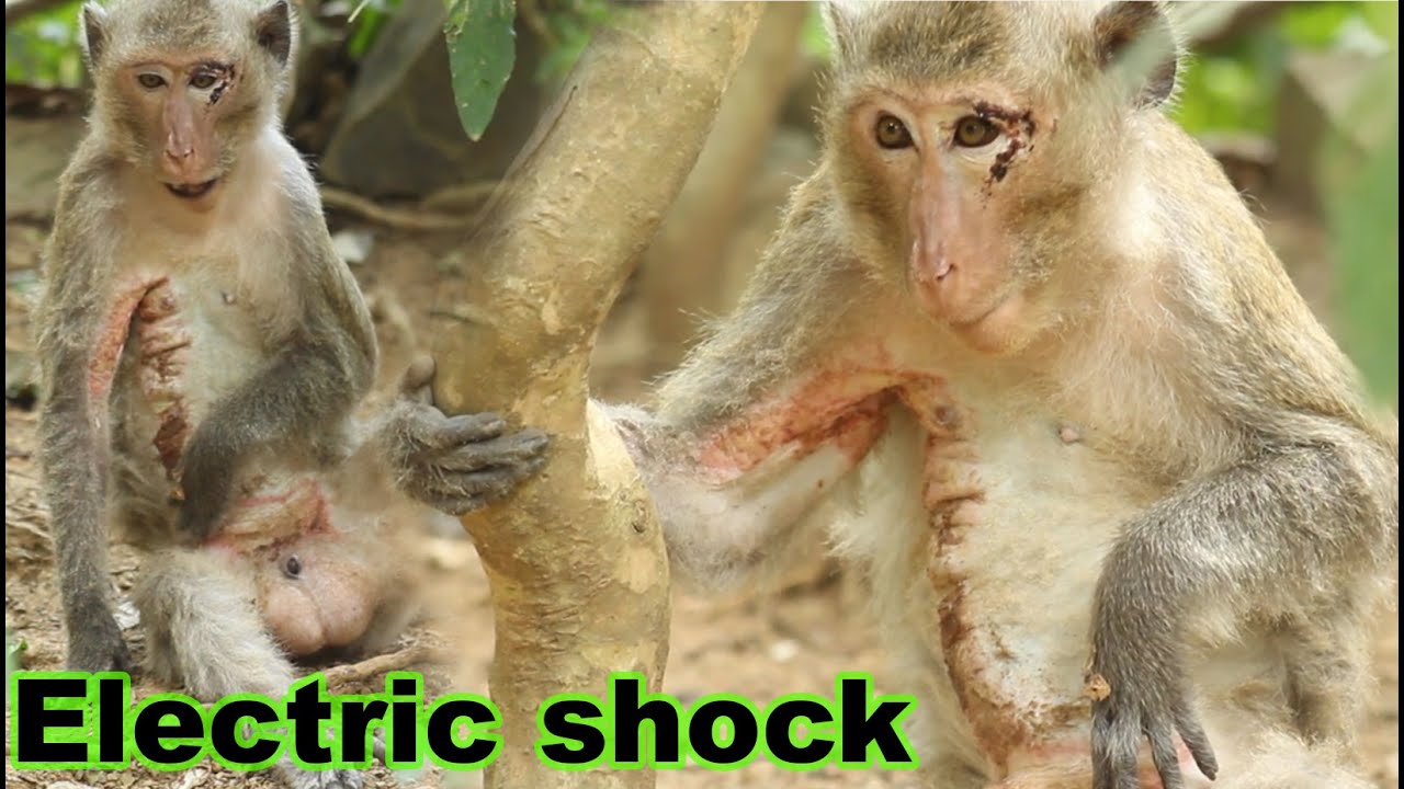 The monkey was electrocuted and it was badly injured.