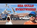 Why Are SEA GULLS At EVERY PARKING LOT