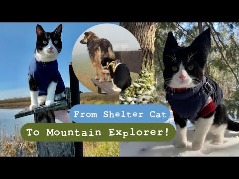 Tuxedo Cat And Dog Best Friends Explore The World!