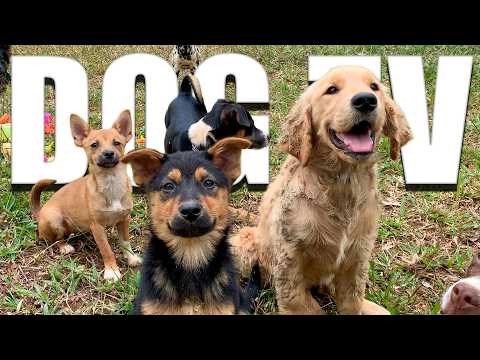 Dog TV for Dogs to Watch 🐶 Forest Pack Adventures 🐾 Dog Daycare TV Relaxing Dog Music