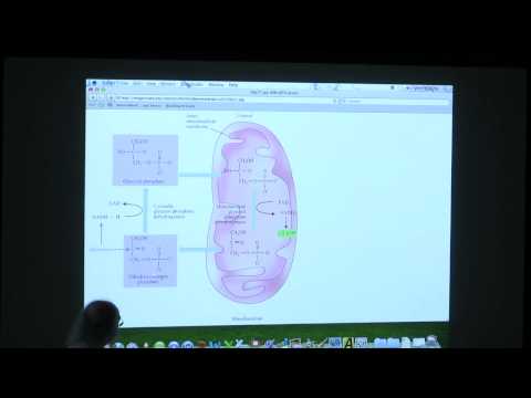 #31 BB 350 Respiratory Control / Lipid Metabolism - Kevin Ahern's Biochemistry Online