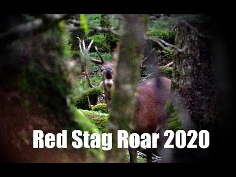 Red Stag Roar Fiordland Nz 2020