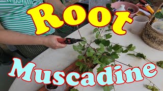 Best Way to Propagate Muscadine from Cuttings, how to root Muscadine cuttings?