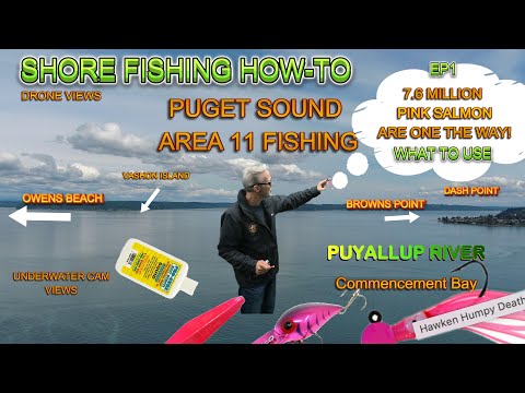 7+ Million Fish! What to use for Salmon Shore Fishing Puget Sound #shorefishing #pinksalmon