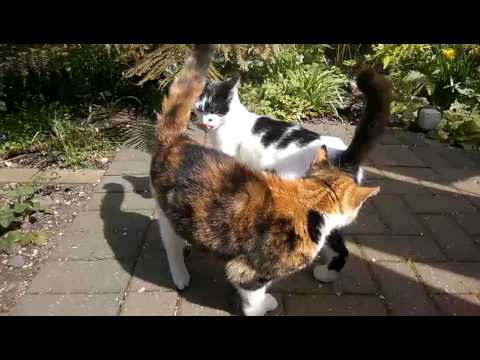 Cats lick and sniff eachs others butts
