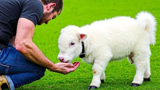 20 Razas Adorables De Vacas Miniatura Que Puedes Tener Coo Mascota