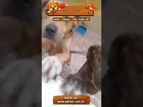 Vídeo de kira e dora 
