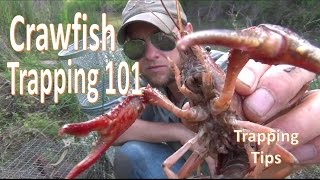How to Catch Crawfish 101 w/ Gee's Trap/Extender