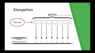 Sanger Sequencing Method (Chain Termination DNA sequencing) Explained