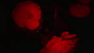 The Paper Kites, Lucy Rose - For All You Give 