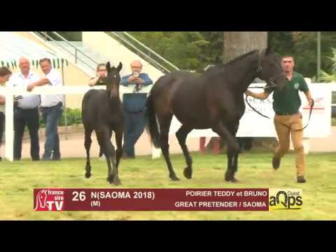 Show AQPS Ouest 2018 : Lot 26 - N(SAOMA 2018)
