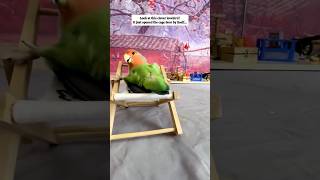 Download lagu Momen-momen lucu pasangan kekasih #lovebirds #funny #funnymoments mp3 Download lagu Momen-momen lucu pasangan kekasih #lovebirds #funny #funnymoments mp3