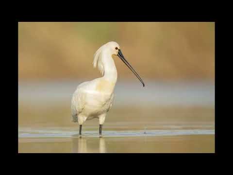 Vogelfotografie in Serbien Teil 5
