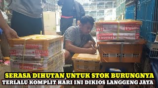 Download lagu TERLALU KOMPLIT SERASA DIHUTAN UNTUK PILIHAN BURUNGNYA!!HARGA BURUNG DIKIOS LANGGENG JAYA HARI INI mp3 Download lagu TERLALU KOMPLIT SERASA DIHUTAN UNTUK PILIHAN BURUNGNYA!!HARGA BURUNG DIKIOS LANGGENG JAYA HARI INI mp3