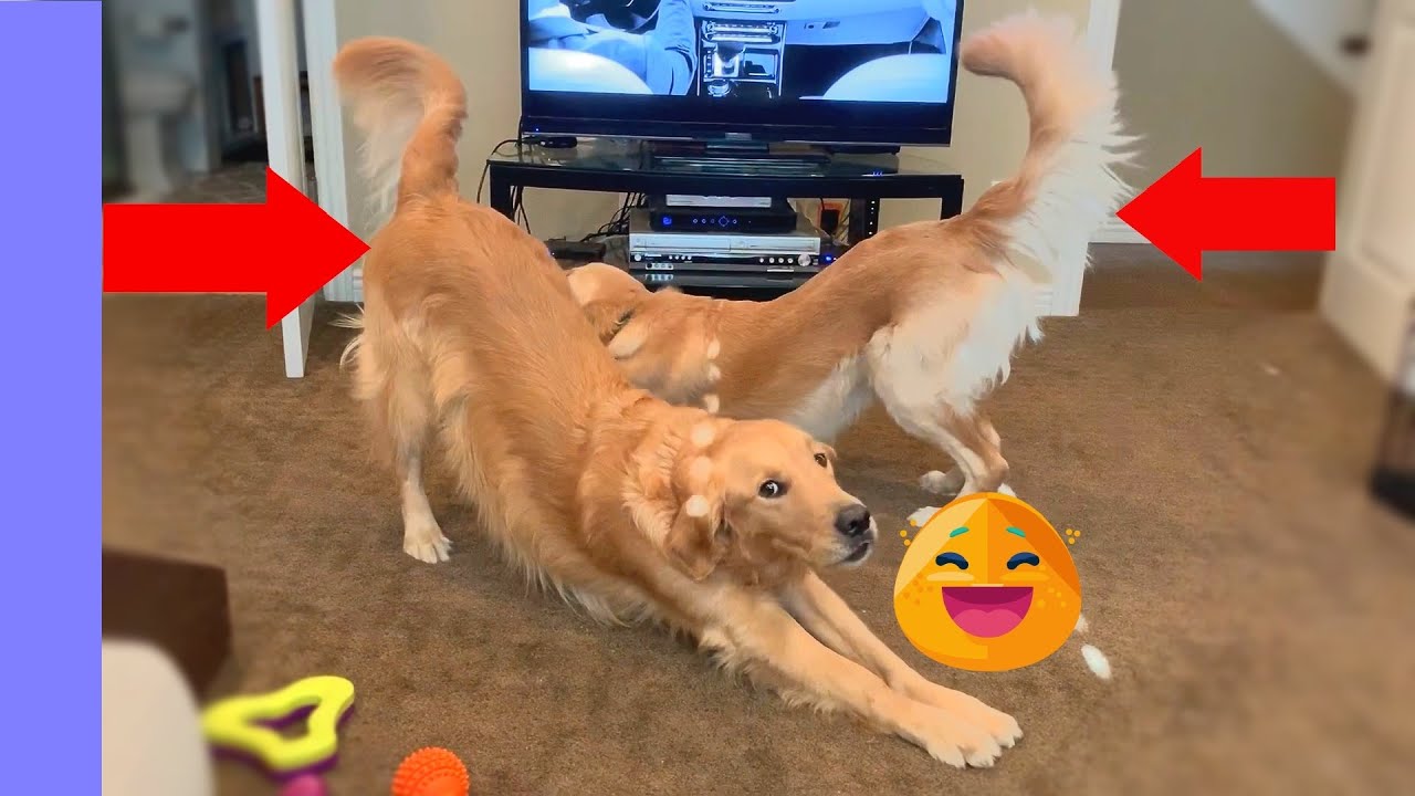 YouTube video preview
