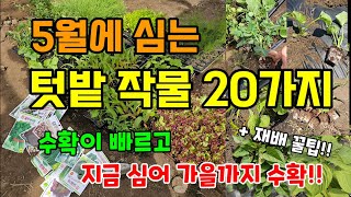 5월에심는 추천 텃밭작물 20가지 수확이 빠르고 가을까지 수확합니다 #5월에심는작물 #텃밭추천작물