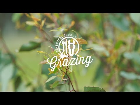 Grazing Down the Lachlan