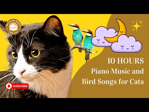 Piano Music and Bird Songs for Cats 10 Hours 🎹😺 Relaxing Music for Cat