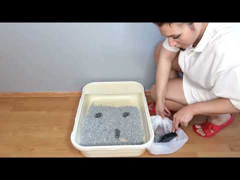 how to clean your cat's litter box (everything you need to know)#asmr #cats