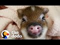 This Pig Makes The Funniest Noise When His Foster Stops Kissing Him The Dodo Little But Fierce