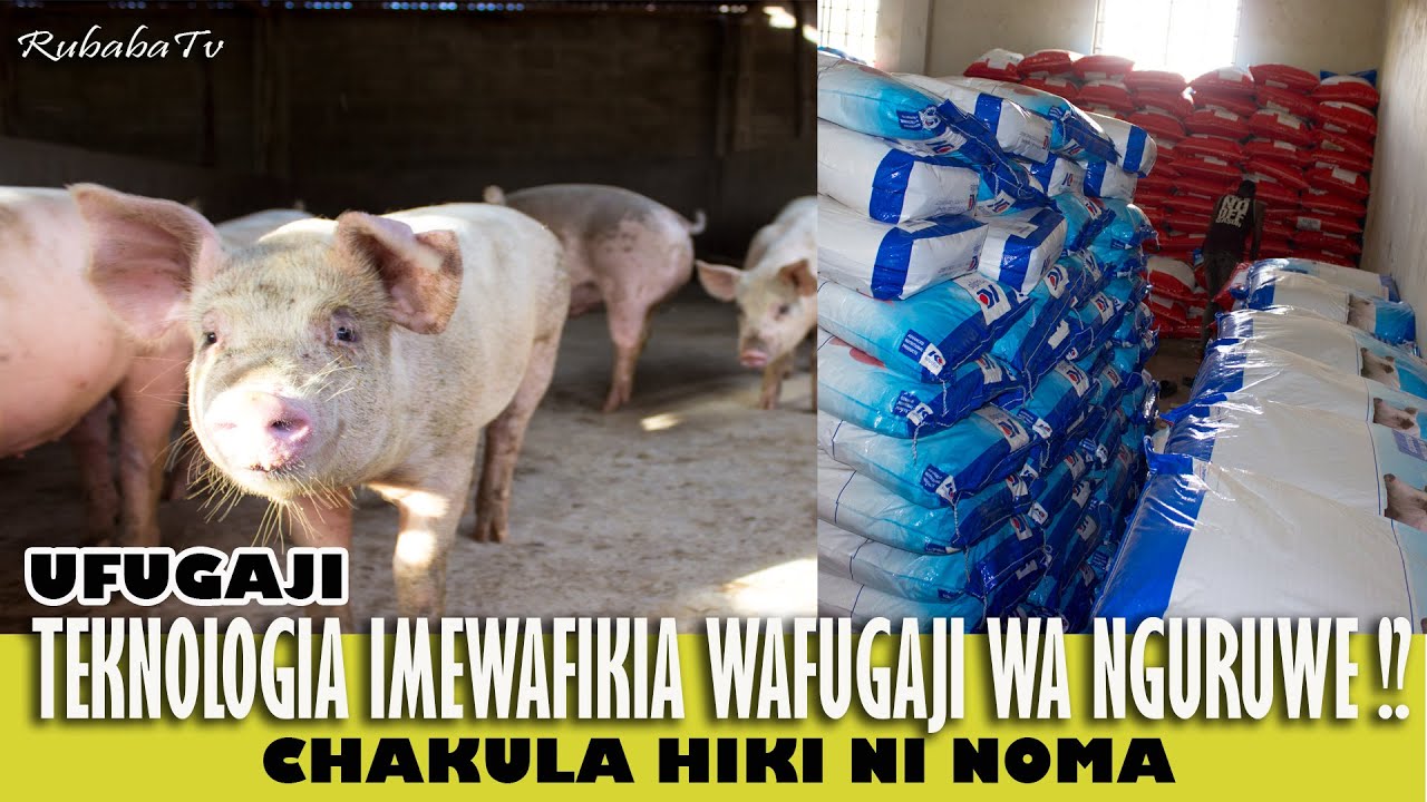 TEKNOLOJIA Imewafikia Wafugaji wa NGURUWE – Siri Kubwa Ipo Kwenye Concentrates Siku Hizi! 🐖💥