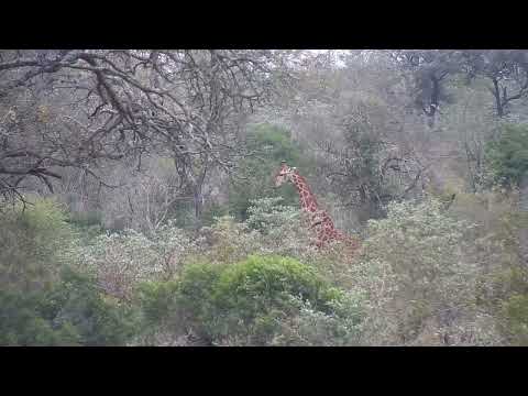 Djuma: Giraffe feeding in the distance across the dam - 14:48 - 08/24/2023