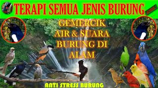 Download lagu Terapi semua jenis burung agar tidak stress dan cepat gacor,sing penting nyaman mp3