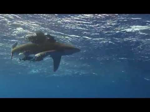 Longimanus Shark - Close Encounter - November 2014