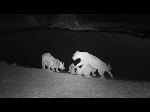 Djuma: Hippos and their reactions to the lions  - 05:30 - 08/22/19