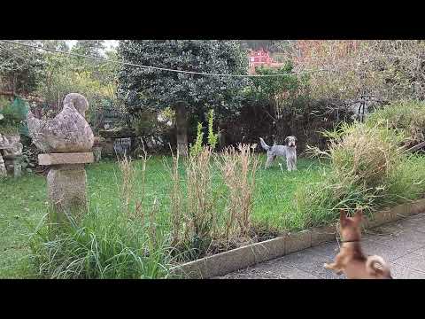 Hades y Beizo corriendo