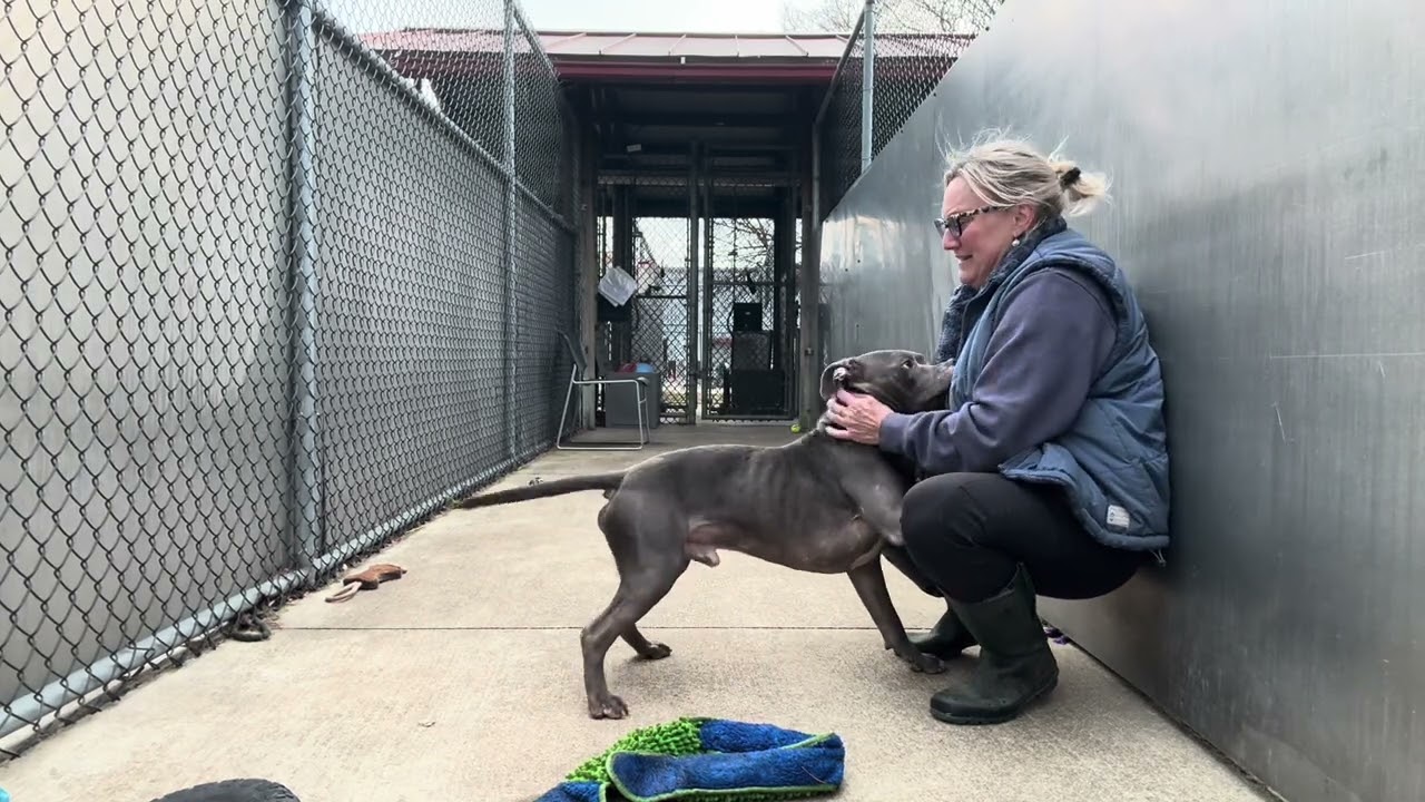 Enlarge Kruger, a ADOPTABLE Pit Bull Terrier in Chicago, IL video 5/5