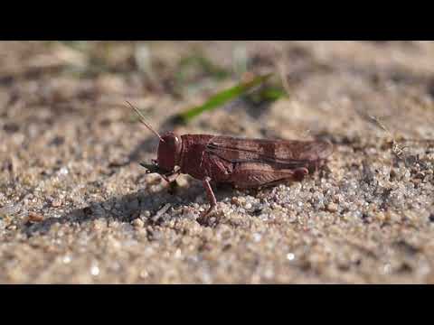 Blauflügelige Ödlandschrecke vertilgt Grashalm