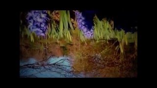 Adagio by Emily Wells with Lyrics