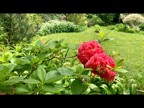 Ogród: Azalie: azalie japońskie, azalie wielkokwiatowe, azalia pontyjska / In the Garden: Azaleas
