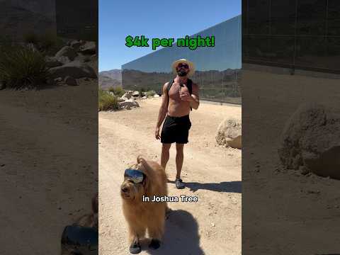 My dog stayed at The Invisible House! #pettravel #dogdad #petfriendly #goldendoodle