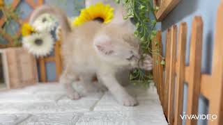 マンチカンの動画01