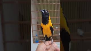 Download lagu Campo troupial / black head mp3