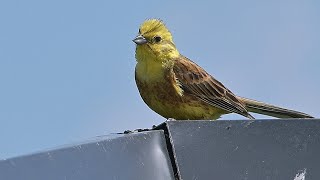 Yellowhammer - behaviour, song/call - Goldammer (No. 2)