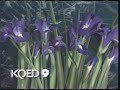 Various KQED Bumpers From 1989