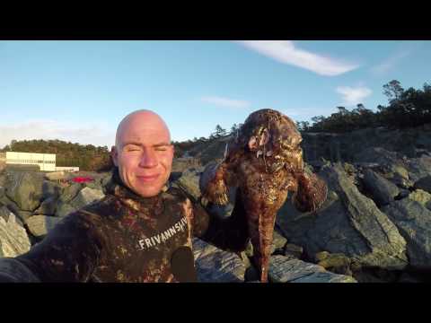 Spearfishing Norway - Monkfish and ghost trap