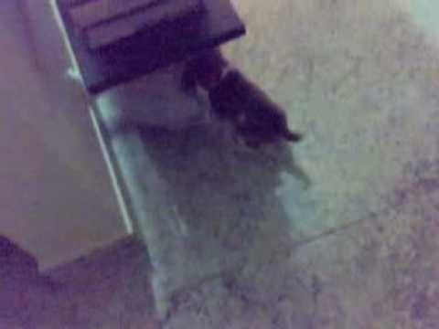 Simbu's early morning galatta 06022009008