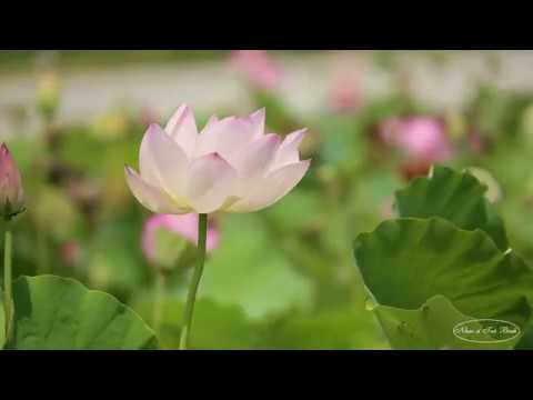 Tết an khang Sheet - Nguyễn Cường