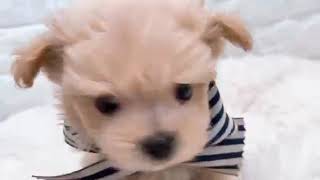 ハーフ犬の動画01