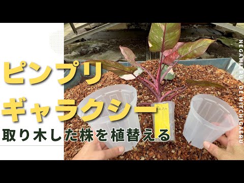 園芸 ソロモンの印章