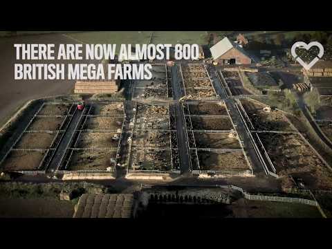 Shocking Drone Footage of UK Factory Farms
