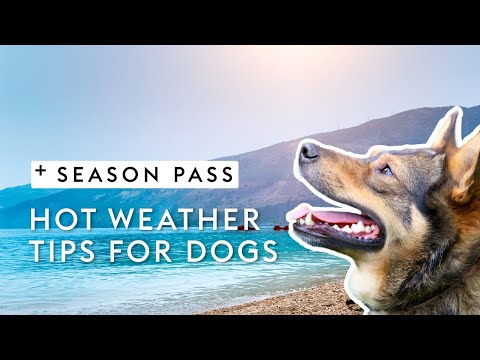 Hot Weather Tips For Dogs | Dr. Kirsten's Season Pass